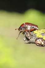 May beetle, wood cockchafer (Melolontha hippocastani), female, on a branch covered with lichen,