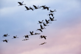 Cranes flying, grey crane (Grus grus), bird migration, evening sky, Rehdener Geestmoor, Diepholzer