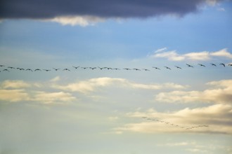 Cranes flying side by side, grey crane (Grus grus), bird migration in the evening sky, Rehdener