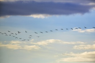 Cranes flying, grey crane (Grus grus), bird migration in the evening sky, Rehdener Geestmoor,