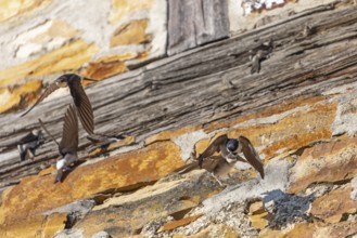 House martins fly lively in front of old house facade