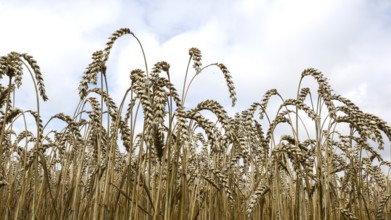 Wheat with ripe ears, Naumburg, 26.07.2025