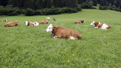 Cows lying in a meadow in the Allgäu, Pfronten, 30.07.2025