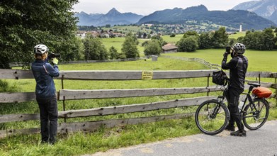 The alpacas, which you are not allowed to feed or touch, have taken to their heels in front of the