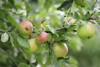 Apple tree (Malus domestica), Apple, Harvest, Garden, Germany, Little by little the apples ripen on