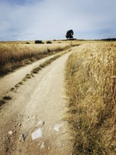 A winding dirt road meanders through expansive golden wheat fields, framed by a vast cloudy sky. A