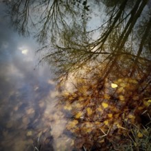 Golden autumn leaves float on the calm surface of a pond, perfectly mirroring trees and a cloudy