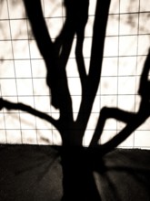 Intricate shadows from tree branches create an artistic design on a tiled surface as sunlight