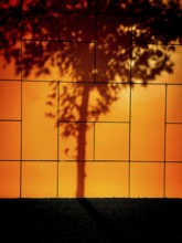 In the afternoon sunlight, a detailed shadow of a tree casts over a bright orange wall. The
