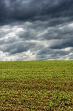 A green field of young corn shoots stretches across the landscape, Puy de Dome, Auvergne Rhone