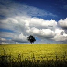 A solitary tree rises above a golden field under a dramatic sky filled with fluffy white clouds.