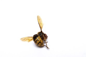 Dead hornet on white background