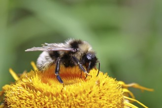 Forest bumblebee (Bombus sylvarum), collecting pollen on a yellow flower of a Great Telekie
