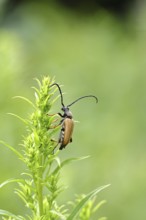Red-necked buck (Stictoleptura rubra), male, on European goldenrod (Solidago), close-up, Wilnsdorf,