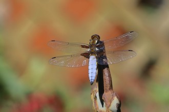 Flat-bellied dragonfly (Libellula depressa), male sitting on a fence top in the garden, close-up,
