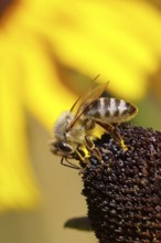 European honey bee (Apis mellifera), collecting nectar from a yellow coneflower (Echinacea