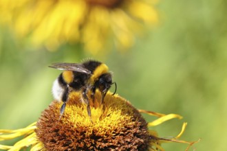 Earth bumblebee (Bombus terrestris), collecting pollen on a yellow flower of a Great Telekie