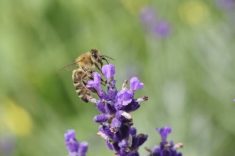 Honey bee (Apis mellifera) on a lavender flower (Lavandula angustifolia), macro photograph,