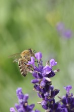 Honey bee (Apis mellifera) on a lavender flower (Lavandula angustifolia), macro photograph,