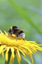 Earth bumblebee (Bombus terrestris), collecting pollen on a yellow flower of a Great Telekie