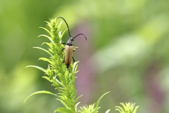 Red-necked buck (Stictoleptura rubra), male, on European goldenrod (Solidago), close-up, Wilnsdorf,