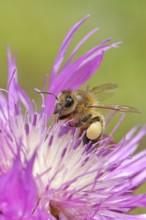European honeybee (Apis mellifera), with pollen pellets, collecting nectar from a flower of the