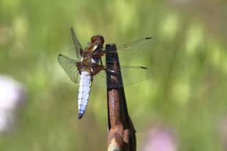 Flat-bellied dragonfly (Libellula depressa), family of damselflies (Libellulidae), male sitting on