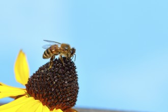 European honey bee (Apis mellifera), collecting nectar from a yellow coneflower (Echinacea