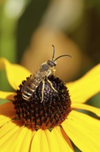 Yellow-banded furrow bee (Halictus scabiosae), on yellow coneflower (Echinacea paradoxa), macro