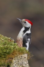 Middle spotted woodpecker (Dendrocopos medius) foraging on mossy ground in the forest, animal