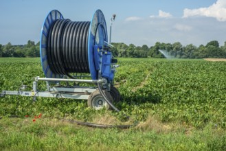 Agriculture, artificial irrigation of a field, irrigation system, sugar beet cultivation, Ystad