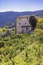 Old house by a lemon orchard on a slope in the mountains a sunny summer day, Mallorca, Spain