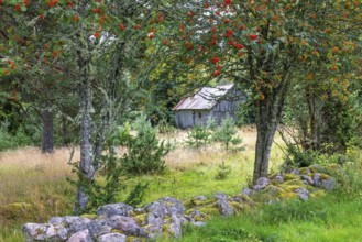 Old barn on a meadow in the forest with red rowan berries on the trees in an old cultural