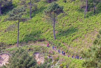 Hikers walking in a row on a forest path on a forest slope with pine trees, Crozon peninsula,