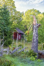 Red wooden cottage in the forest with a storm damaged birch tree by a wooden fence in autumn,