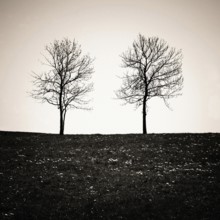 Two isolated trees stand silhouetted in a quiet countryside of Auvergne, France, creating a