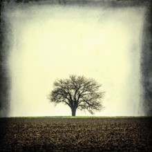 A solitary tree stands prominently in a vast, empty field in France. The landscape features muted