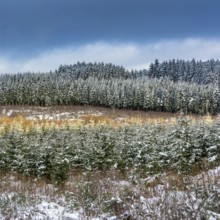 Snow-covered fir trees stretch across the winter landscape of Natural Regional Park of Livradois