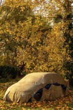 A car is concealed under a tarpaulin, positioned beneath a tree adorned with vibrant autumn leaves.