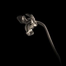 A wilted tulip bends gracefully, its delicate petals curling inward and highlighting the contrast