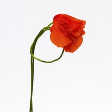 A single red poppy with vivid petals leans gracefully against a bright white backdrop. The