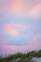 A lonely herring gull (Larus fuscus) flies in front of a pastel-coloured sky at sunset with rainbow