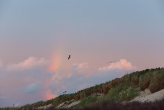 Several herring gulls (Larus fuscus) fly in front of a pastel-coloured sky at sunset with rainbow
