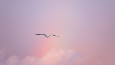 A lonely herring gull (Larus fuscus) flies in front of a pastel-coloured sky at sunset with