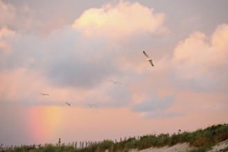 Several herring gulls (Larus fuscus) fly in front of a pastel-coloured sky at sunset with rainbow