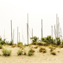 Masts rise above sandy dunes, surrounded by sparse vegetation, hinting at the presence of numerous