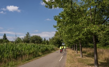 Cyclist on a cycle path between corn fields and trees along the route between Frankfurt am Main and