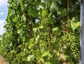 Wickerer vineyards at the Flörsheimer Warte, Hesse, Germany