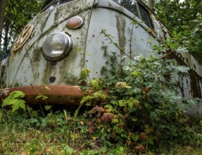Old, weathered VW bus parked in a wooded area, Hesse, Germany