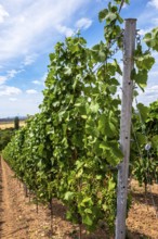 Wickerer vineyards at the Flörsheimer Warte, Hesse, Germany